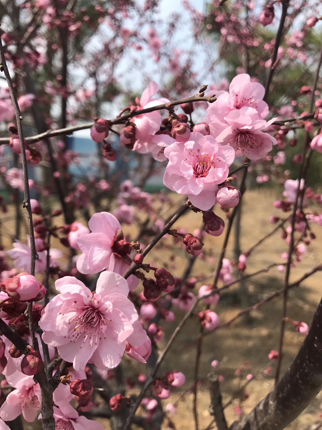 1554262947377372.jpg 微信圖片_20190403100115.jpg