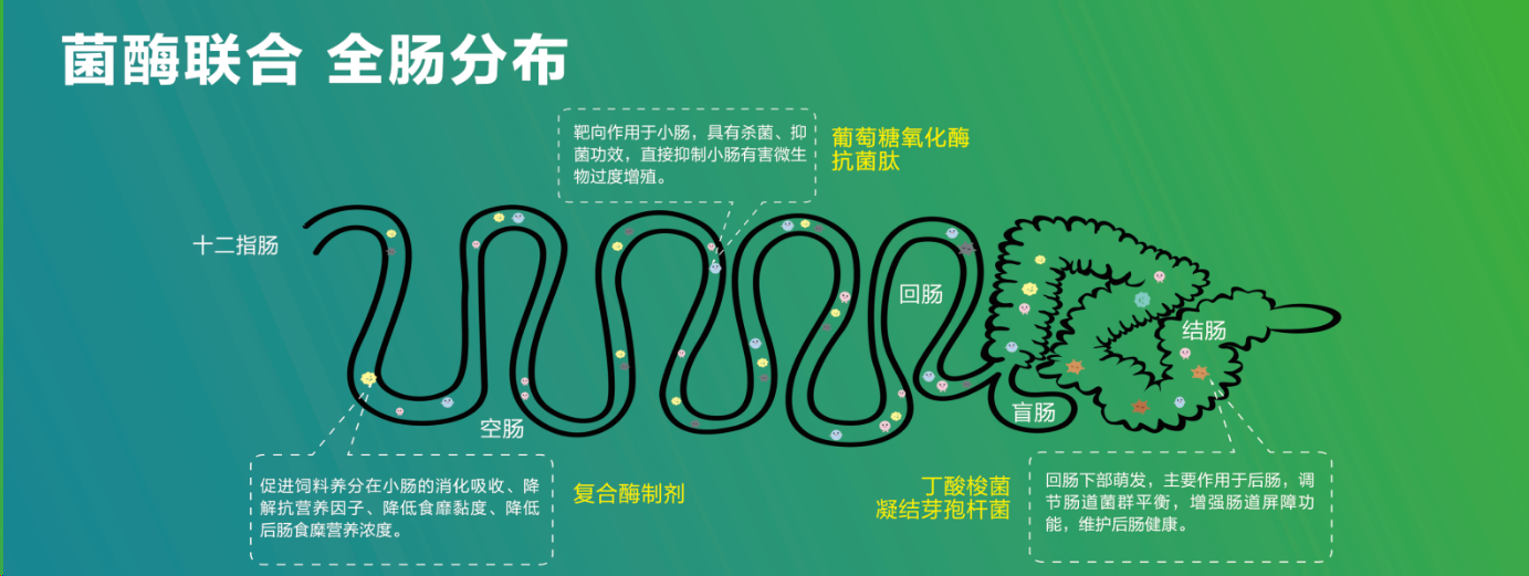 1700646022294346.png 全腸分布.png